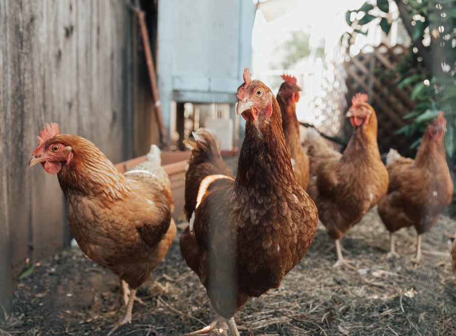 Zeolite for Poultry