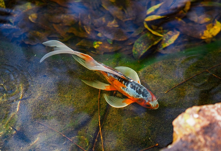 Reduce ammonia from fish pond