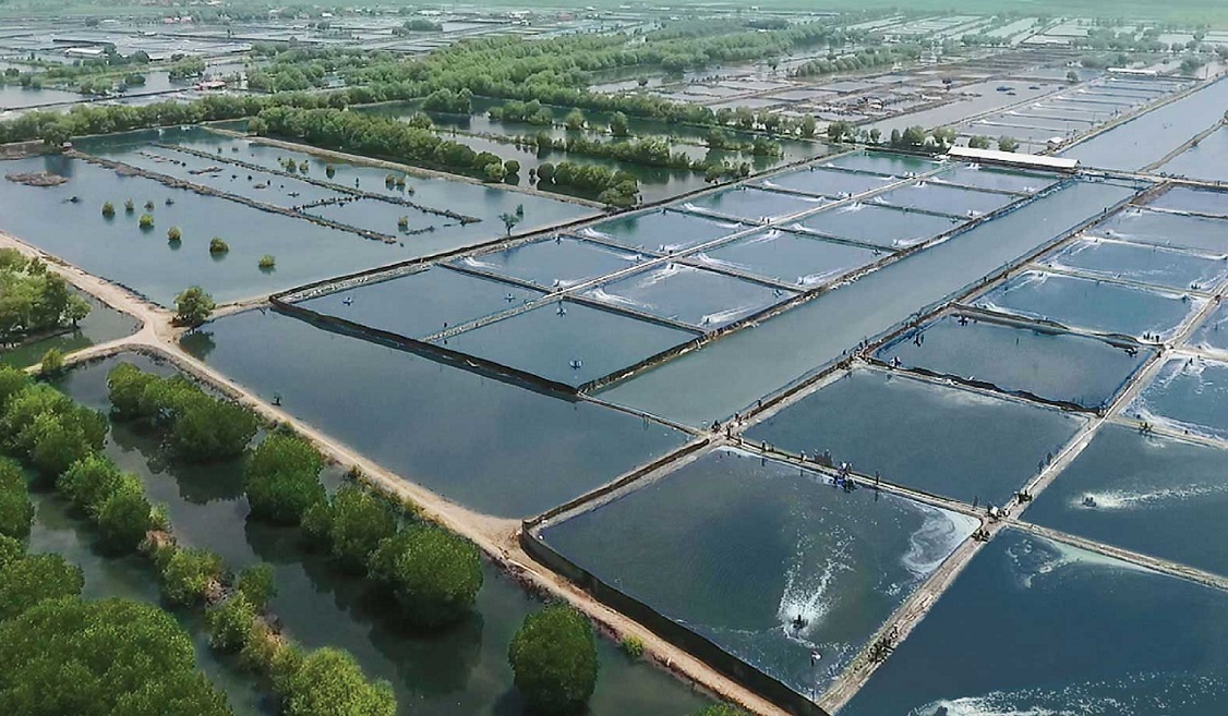 Benefits of Zeolite for Shrimp Pond Indonesian Best Natural Zeolite Producer